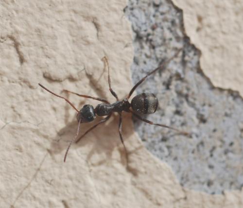 Formica sp.