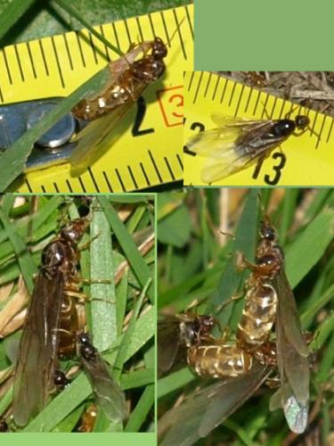 Lasius sp.