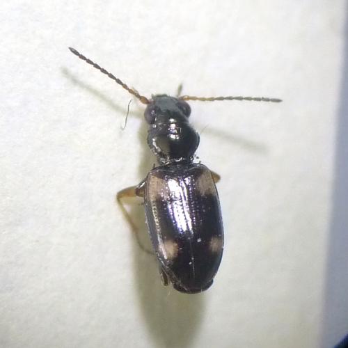 Bembidion quadrimaculatum