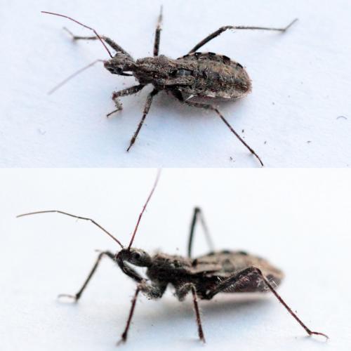 Coranus woodroffei