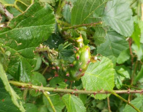 Diastrophus rubi