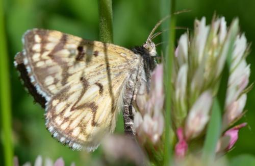 Euclidia mi