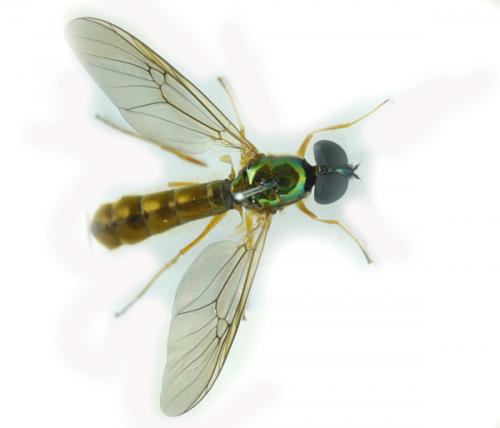 Sargus bipunctatus