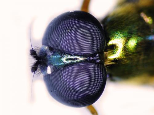 Sargus bipunctatus