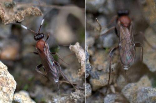 Réf. 128 047 : Cryptinae inconnu