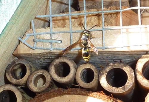 Ancistrocerus sp.