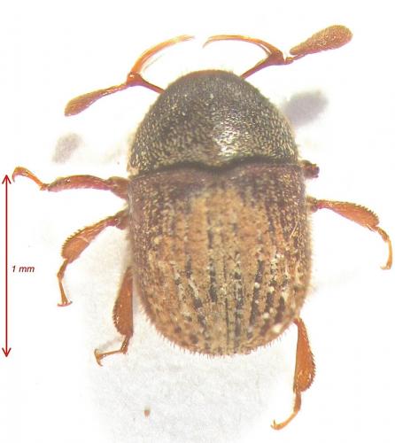 Chramesus sp.
