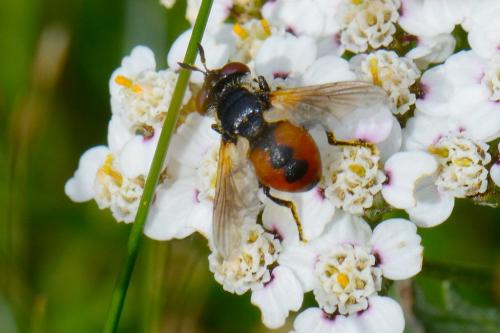 Gymnosoma sp.