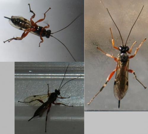 Réf. 128 227 : Pimpla sp.