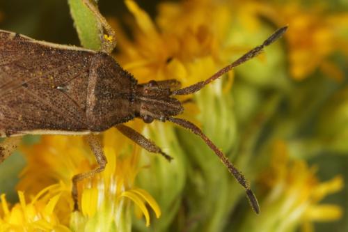 Ceraleptus lividus