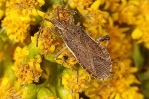 Ceraleptus lividus