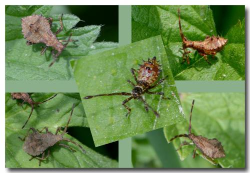 Coreus marginatus