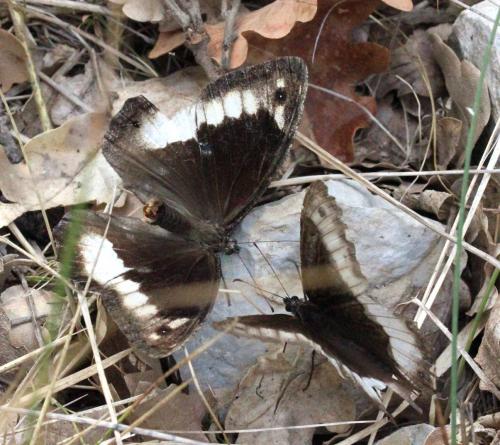 Hipparchia fagi