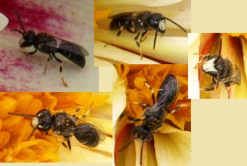 Réf. 128 049 : Hylaeus confusus