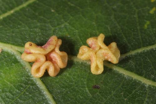 Neuroterus albipes