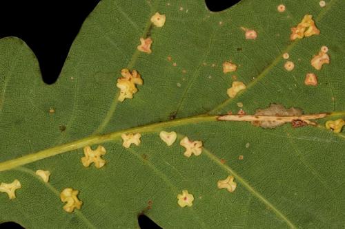 Neuroterus albipes