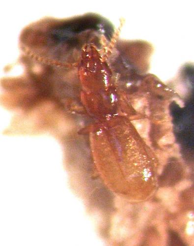 Hypotyphlus aubei