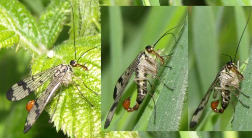 Panorpa communis
