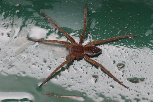 Dolomedes sp.