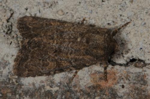 Luperina testacea