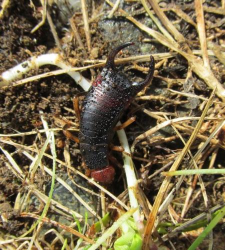 Chelidura pyrenaica