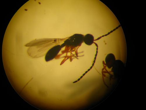 Réf. 128 834 : Basalys sp.