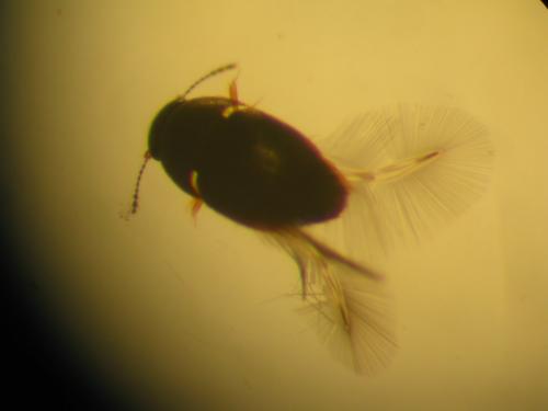 Acrotrichis sp.