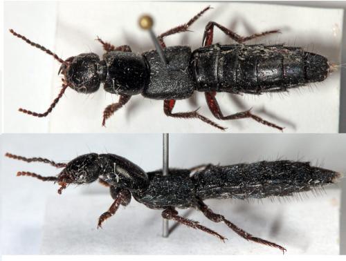 Ocypus brunnipes