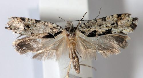 Réf. 128 508 : Ypsolopha sequella