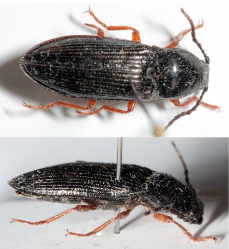 Selatosomus melancholicus