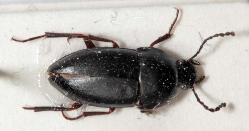 Crypticus quisquilius