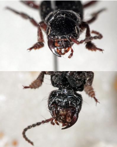 Ocypus brunnipes