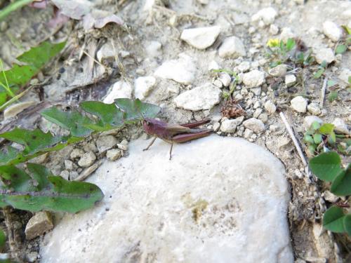 Pseudochorthippus parallelus