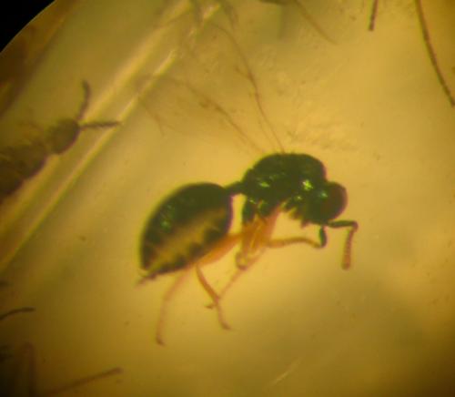 Asaphes sp.