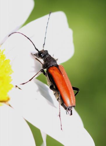 Anastrangalia sp.
