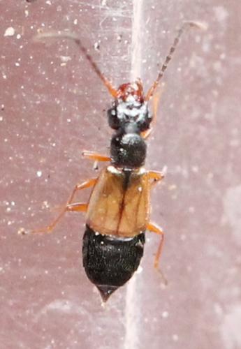 Anthophagus sp.