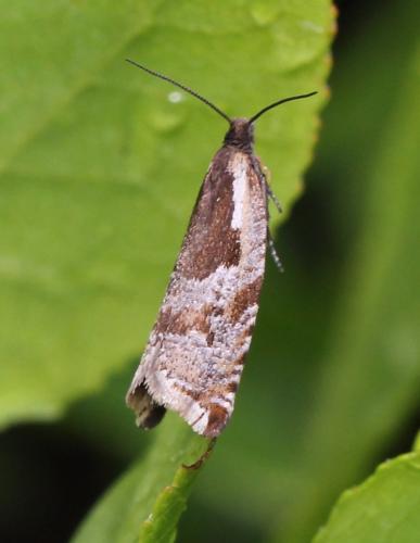 Réf. 128 355 : Ancylis myrtillana