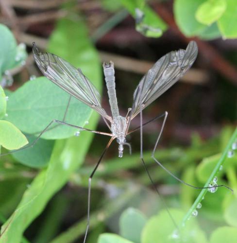 Réf. 128 366 : Tipula sp.