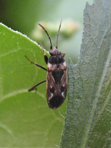 Rhyparochromus vulgaris