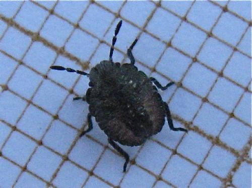 Dolycoris baccarum