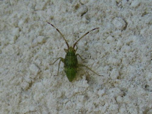 Pantilius tunicatus