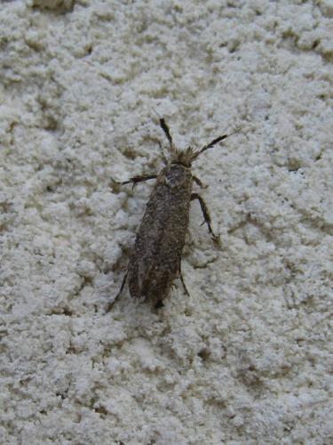 Ochsenheimeria taurella