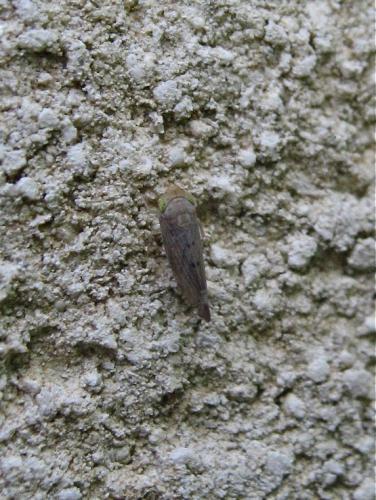 Réf. 128 299 : Synophropsis lauri