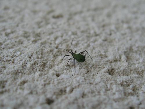 Réf. 128 417 : Megoura viciae
