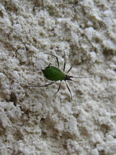 Megoura viciae