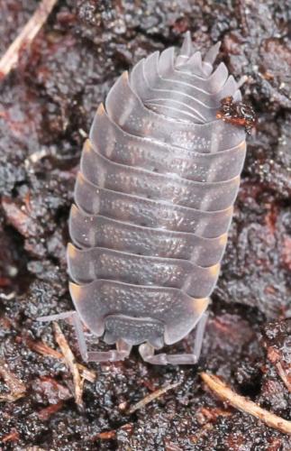 Réf. 128 340 : Trachelipus ratzeburgii