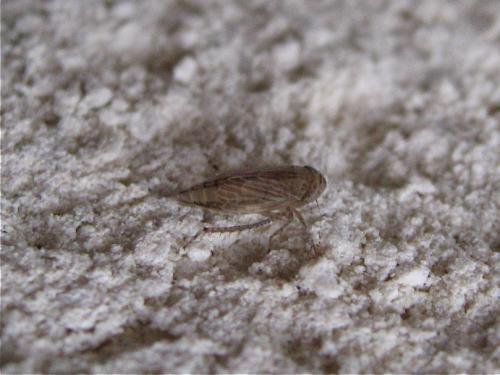 Réf. 128 768 : Euscelis sp.