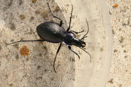 Réf. 128 822 : Carabus problematicus