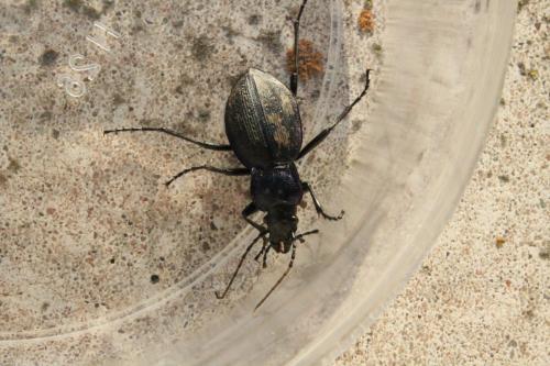 Carabus problematicus