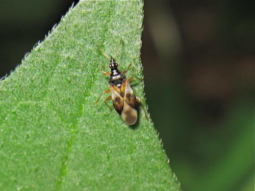 Réf. 128 853 : Anthocoris nemorum